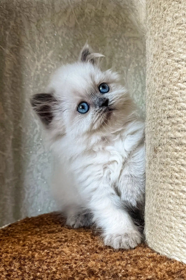 Fluffy white Scottish Straight kitten named Wendy with stunning blue eyes