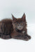 Gray Maine Coon kitten with ear tufts and fluffy coat from Weron Maine Coon Kitten