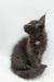 Fluffy dark brown Maine Coon kitten with pointed ears sitting upright