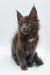 Gray Maine Coon kitten with tufted ears and fluffy fur for Weron Maine Coon Kitten