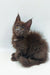 Fluffy brown Maine Coon kitten with bright eyes and alert ears from Weron