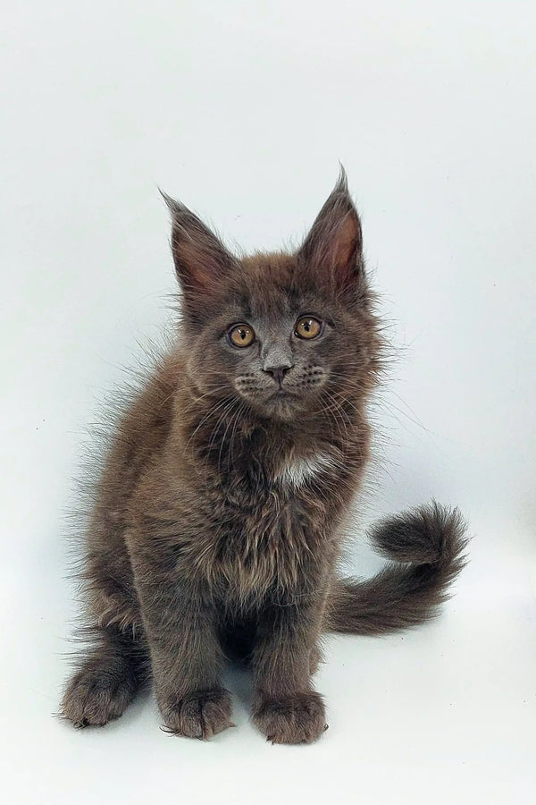 Gray Maine Coon kitten with fluffy fur and alert expression for Weron Maine Coon Kitten