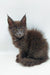 Gray Maine Coon kitten with ear tufts and fluffy coat in Weron product image