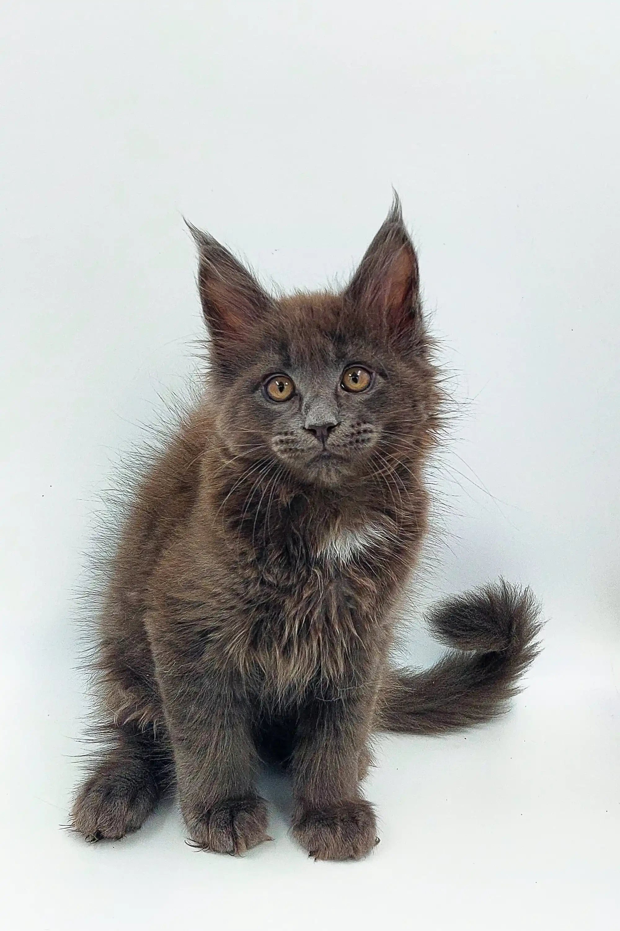 Maine Coon Kittens for Sale Weron | Kitten