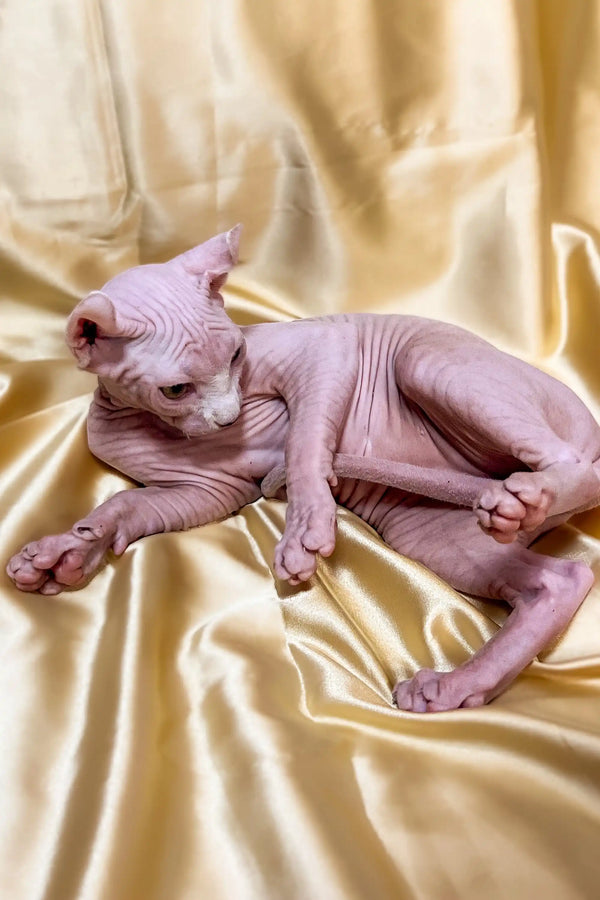 Adorable Elf Sphynx Kitten curled up on luxurious silky fabric