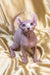 Hairless Elf Sphynx kitten with wrinkled skin and big ears on silky fabric