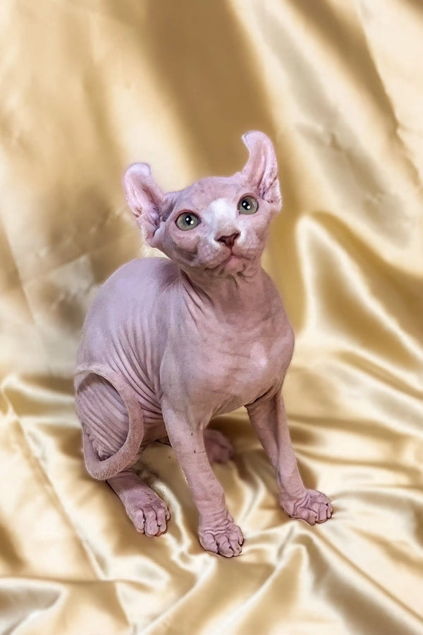 Adorable Elf Sphynx Kitten with big ears and wrinkled skin lounging on soft fabric