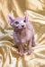 Adorable Elf Sphynx kitten with wrinkled pink skin and big ears, perfect for pet lovers