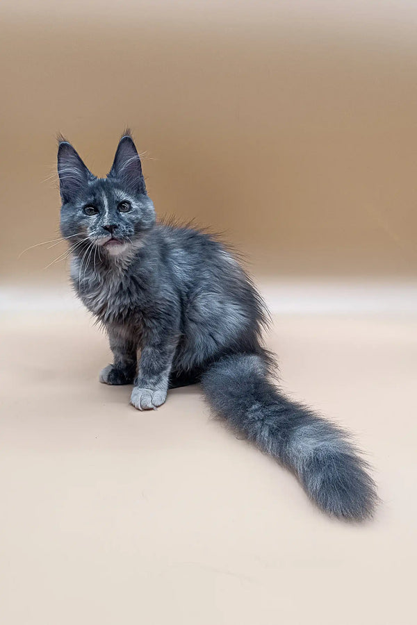 Gray long-haired Maine Coon kitten sitting upright with a fluffy tail