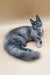 Gray long-haired Maine Coon kitten with a fluffy tail lying on its side