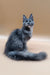 Gray Maine Coon kitten with pointed ears and fluffy tail, perfect for cuddles