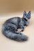 Long-haired gray Maine Coon kitten with fluffy tail sitting on a plain surface