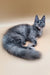 Gray Maine Coon kitten with a fluffy tail sitting on a plain surface