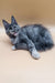 Gray Maine Coon kitten with white paws lounging on its side, perfect pet companion