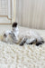 Werona | scottish fold longhair kitten