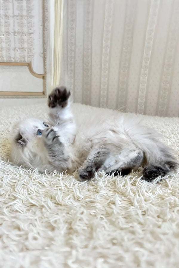Werona | scottish fold longhair kitten