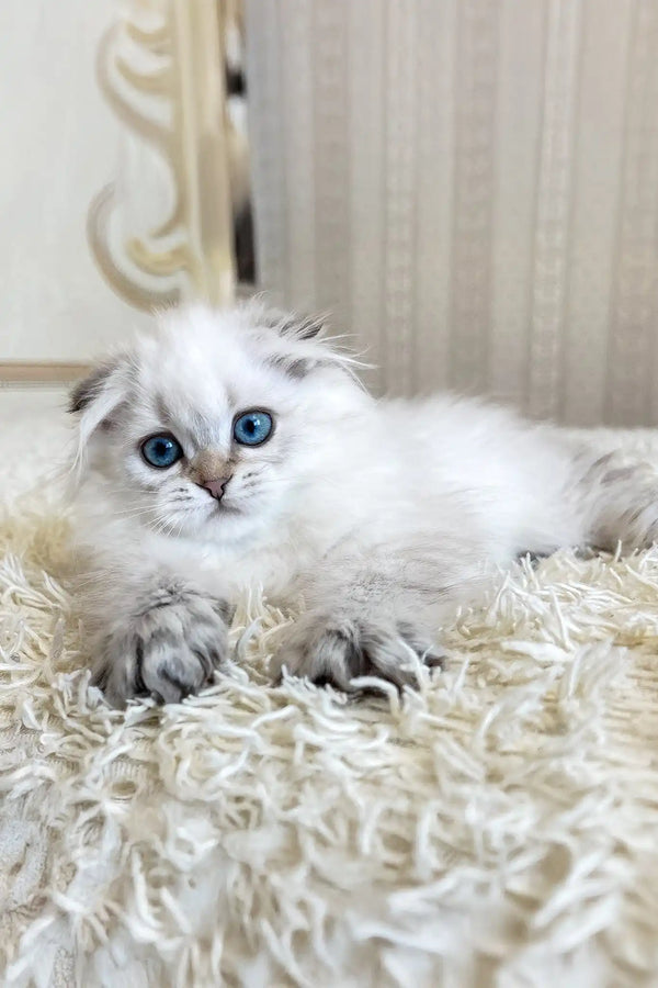 Werona | scottish fold longhair kitten