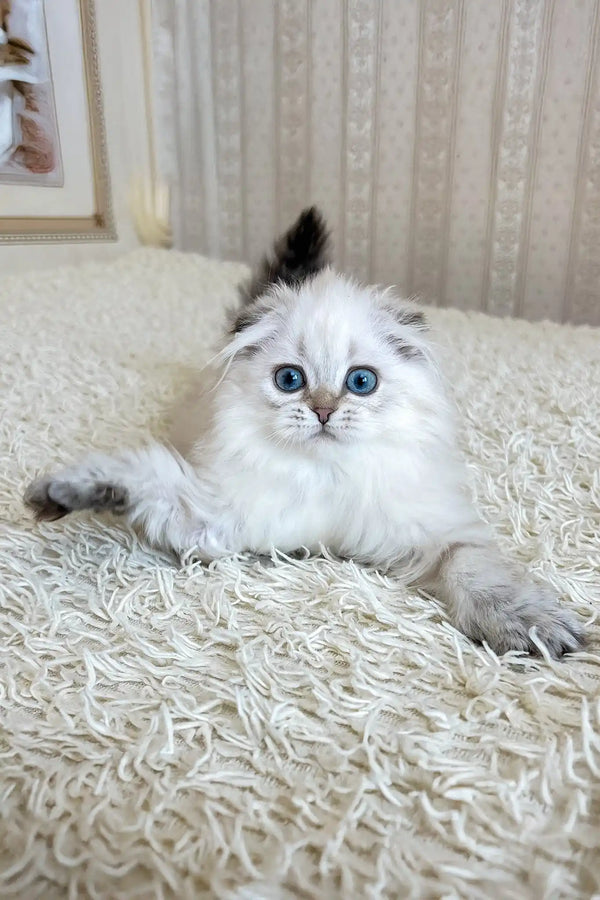Werona | scottish fold longhair kitten