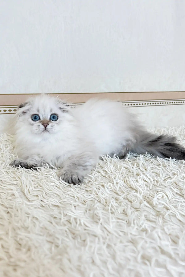 Werona | scottish fold longhair kitten