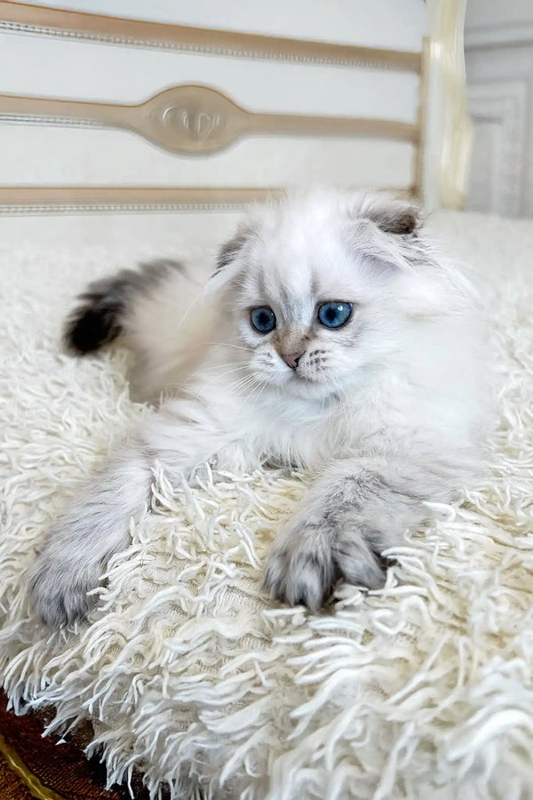 Werona | scottish fold longhair kitten