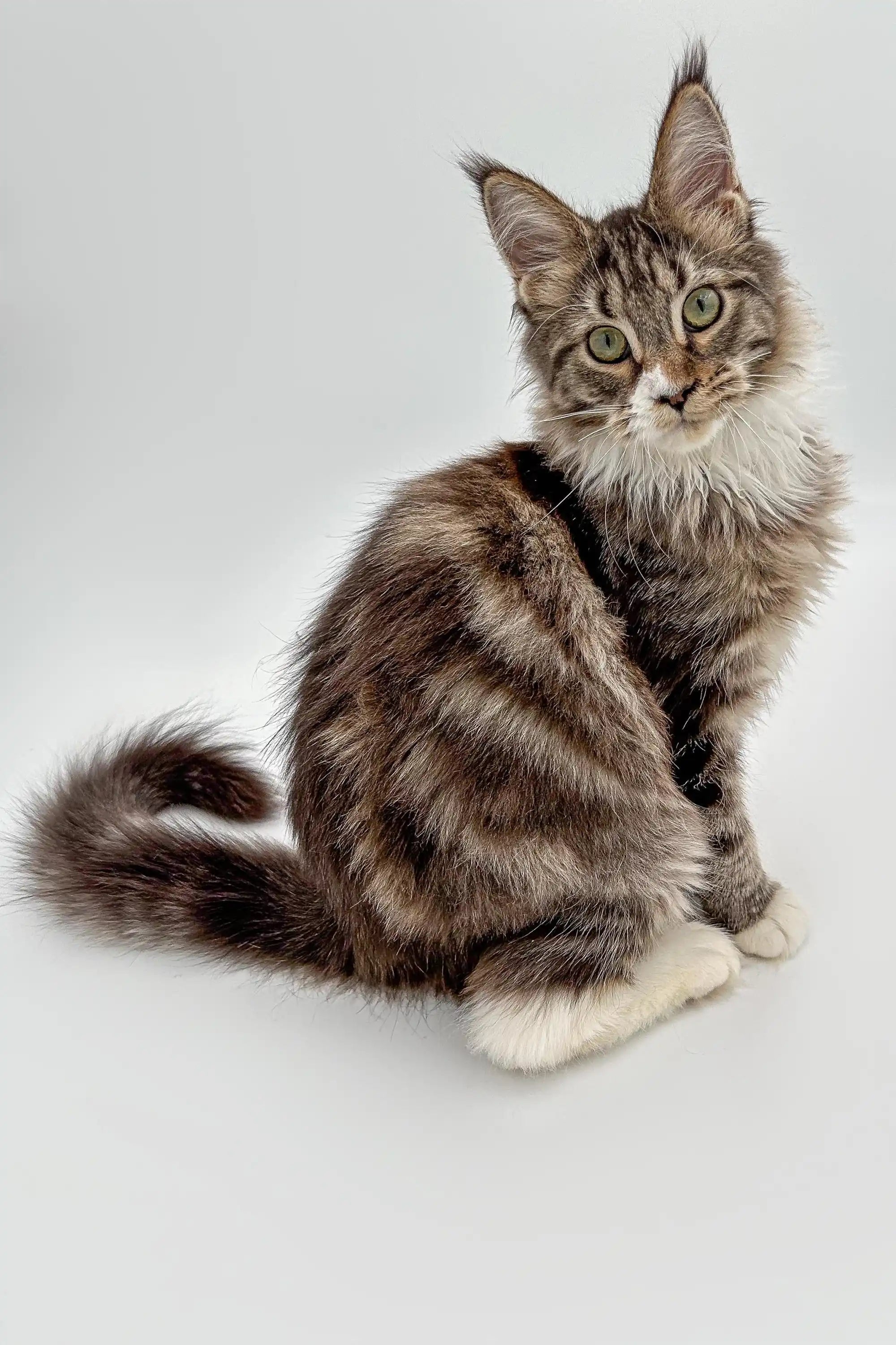 AVADA - Best Sellers Weslia | Maine Coon Kitten