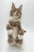 Fluffy Maine Coon kitten standing on hind legs with paws raised, perfect for Maine Coon lovers