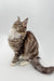 Long-haired tabby Maine Coon kitten with pointed ears looking up