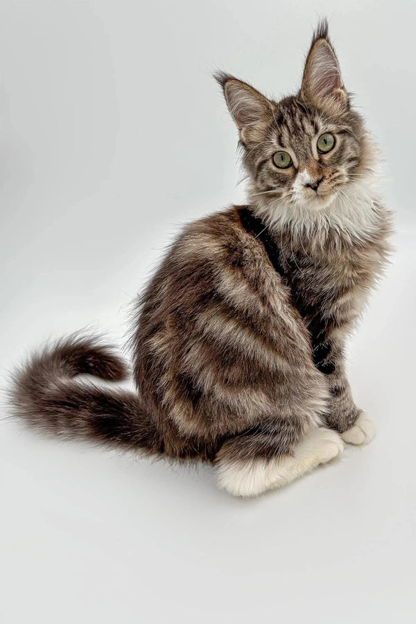 Cute Maine Coon kitten with fluffy tail and ear tufts, perfect for any cat lover