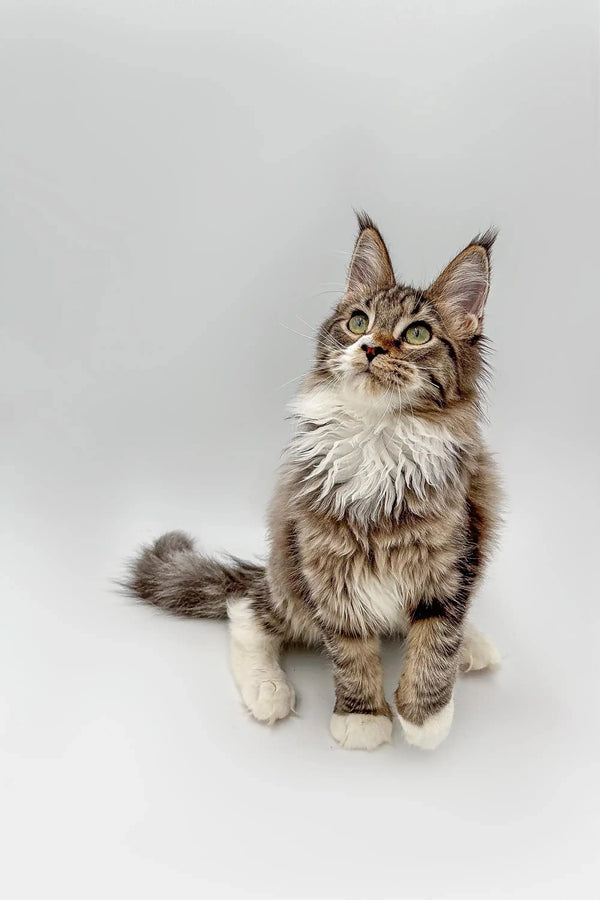 Fluffy Maine Coon kitten with an alert expression, perfect for Weslia’s collection