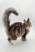 Tabby cat with a fluffy tail, perfect for showcasing a Maine Coon kitten product