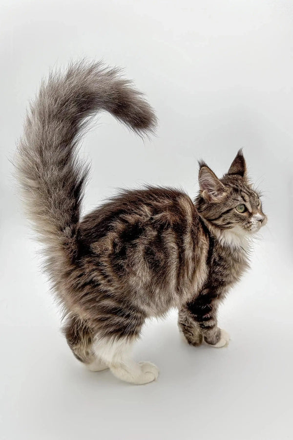 Tabby cat with a fluffy tail, perfect for showcasing a Maine Coon kitten product