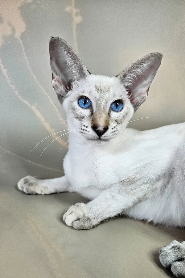 Wesnyanka | oriental shorthair kitten