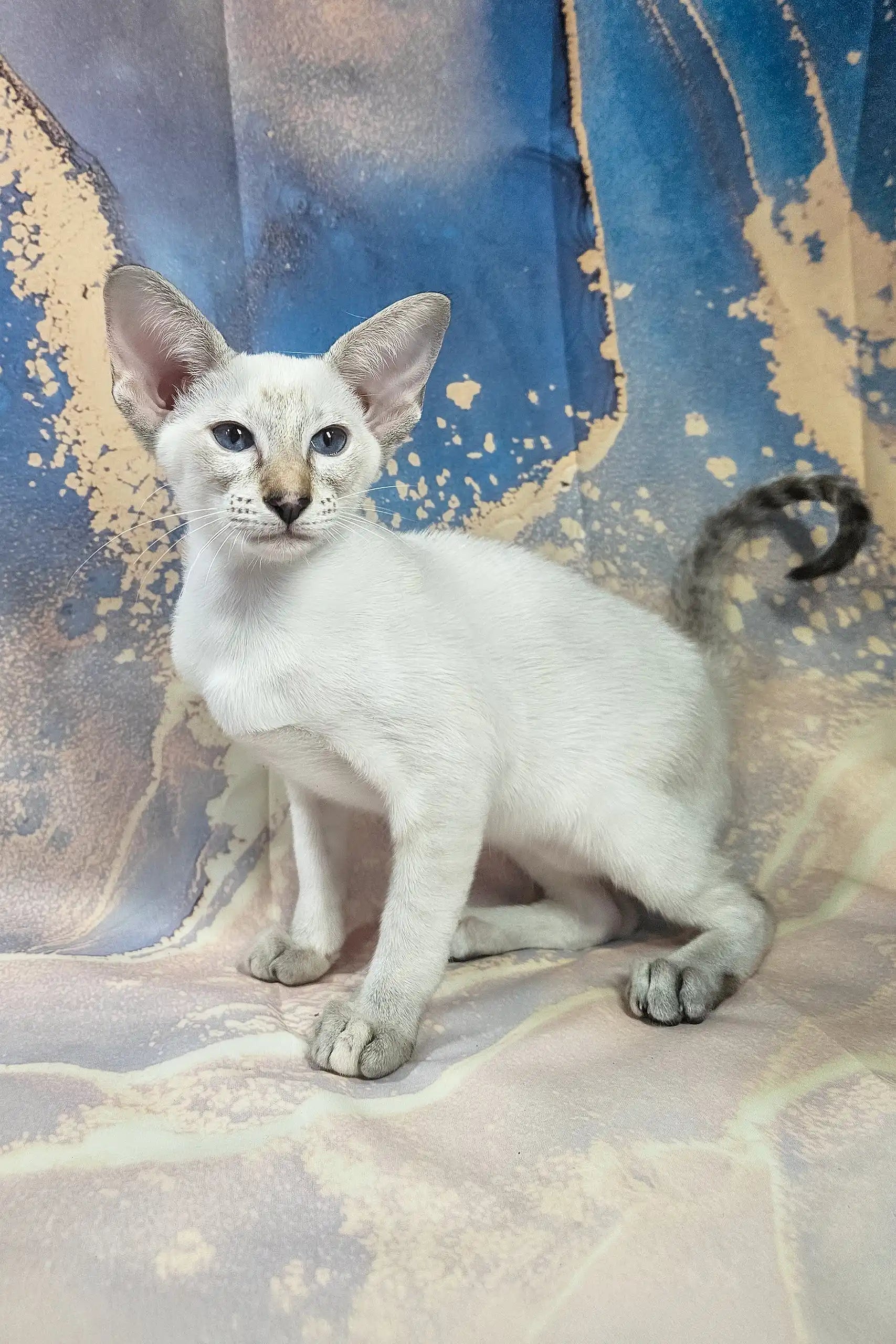 Siamese Cat Types Of Oriental Cats Short Hair Oriental Cat Breeds