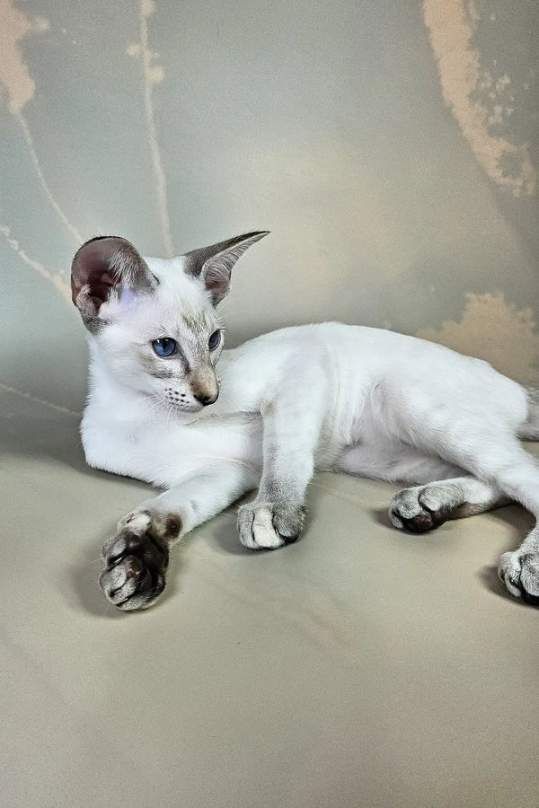 Wesnyanka | oriental shorthair kitten