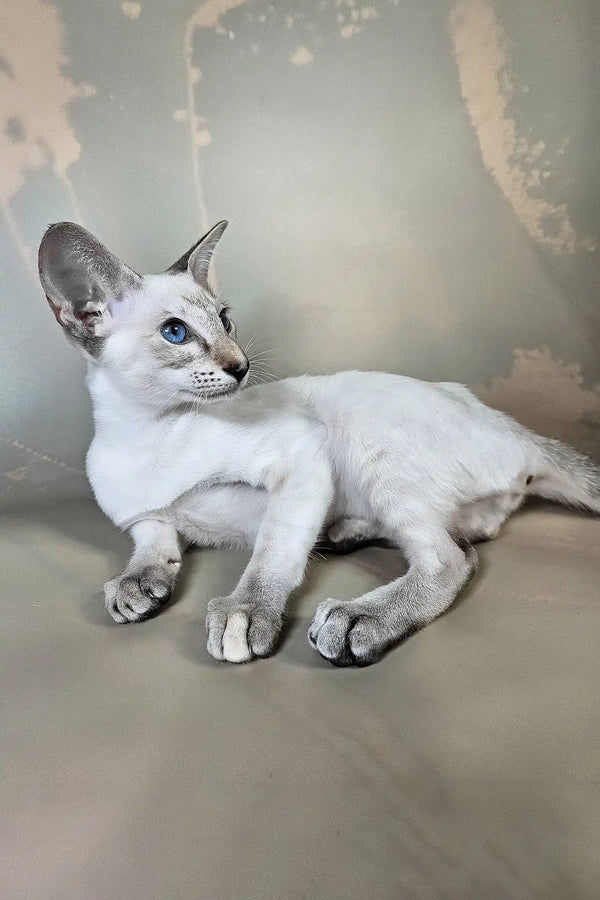 Wesnyanka | oriental shorthair kitten