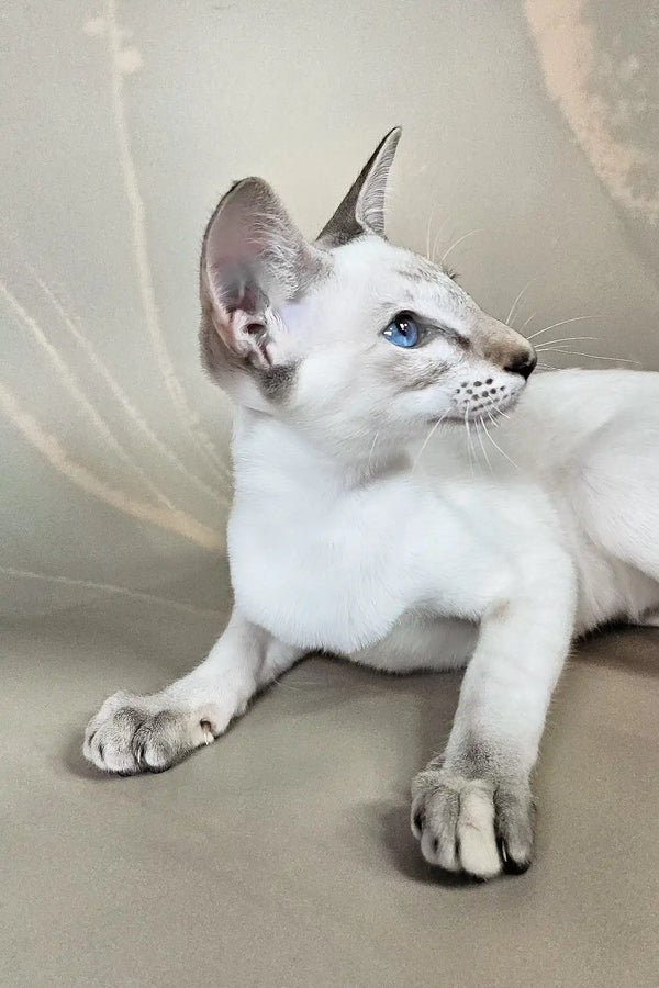 Wesnyanka | oriental shorthair kitten