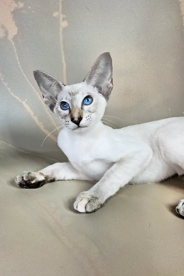 Wesnyanka | oriental shorthair kitten