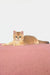 West | british shorthair kitten