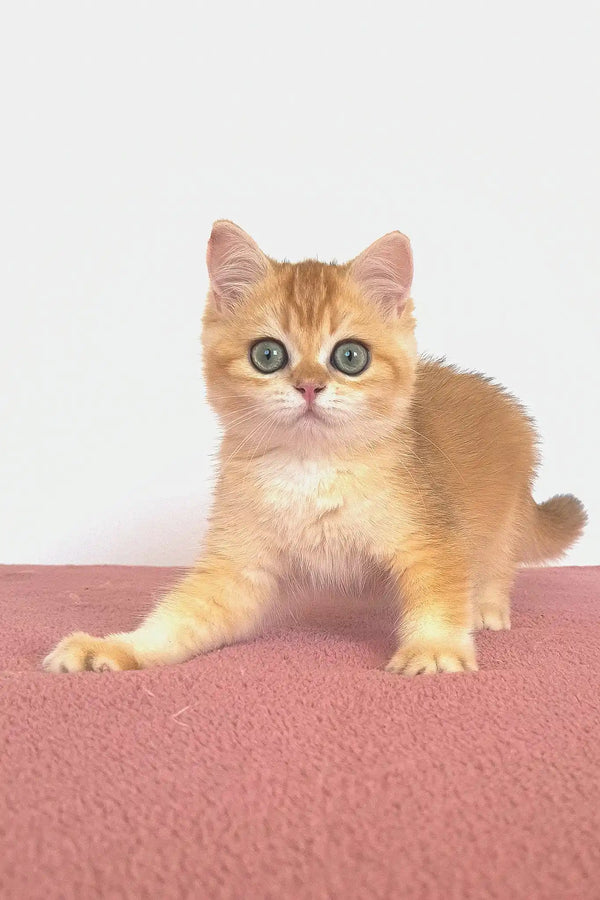 West | british shorthair kitten