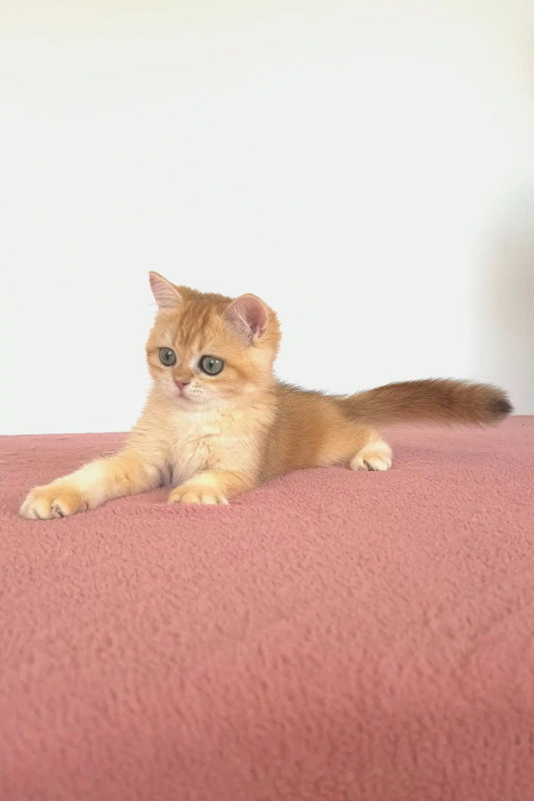 West | british shorthair kitten