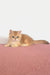 West | british shorthair kitten