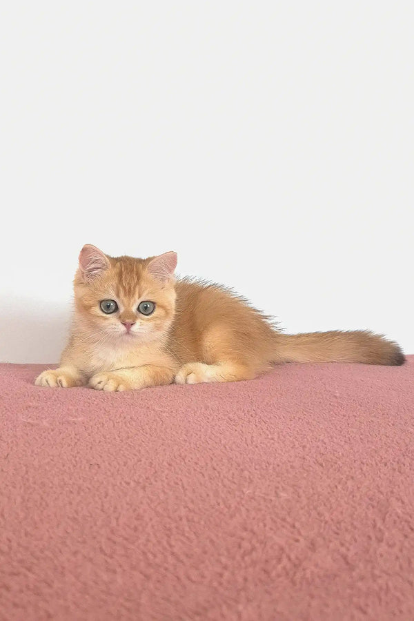 West | british shorthair kitten