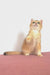 West | british shorthair kitten