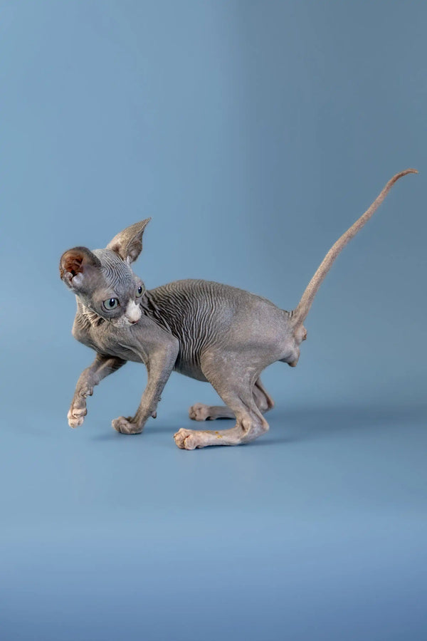 Playful Hairless Sphynx kitten with wrinkled skin from the West Canadian Sphynx line