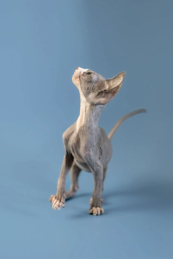 Hairless Canadian Sphynx kitten standing upright and tilting its head back cutely