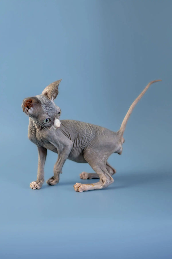 Hairless gray Canadian Sphynx kitten standing with wrinkled skin and large ears
