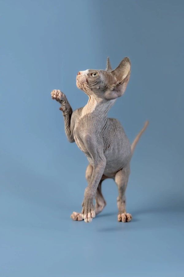 Hairless Canadian Sphynx Kitten standing on hind legs with one paw raised