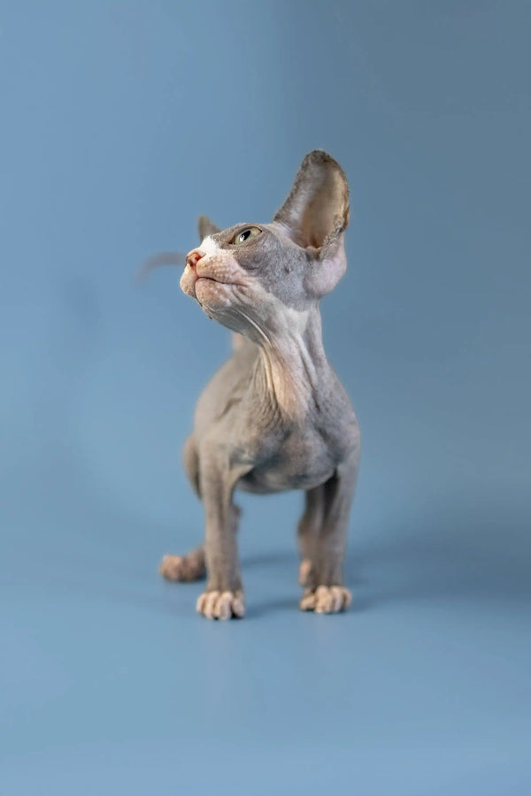 Adorable Canadian Sphynx kitten with big ears gazing up, showcasing its playful nature