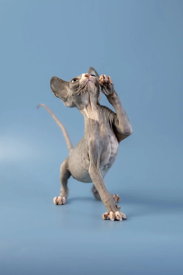 Cute Canadian Sphynx Kitten standing on hind legs with paws raised, ready for fun