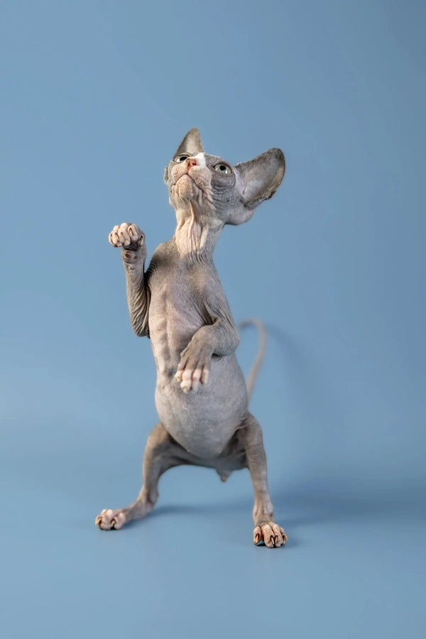 Hairless Canadian Sphynx Kitten standing on hind legs, paw raised in playful pose